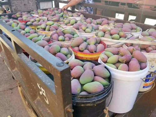 芒果市场销量上升,从品质出发,芒果的种植有出路吗
